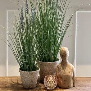 Lavendel i potte 60 cm