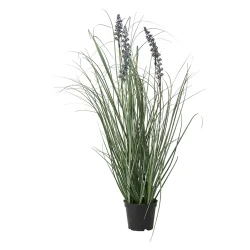 Lavendel i potte 60 cm