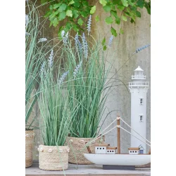 Lavendel i potte 72 cm