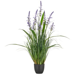 Salvie gr�s 72 cm