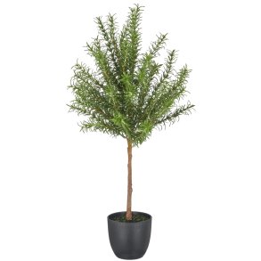 Rosmarin opstammet 60 cm