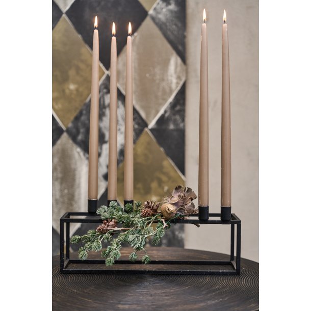 Ceder gren med sne og kogler