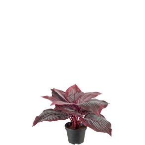 Hosta i potte 