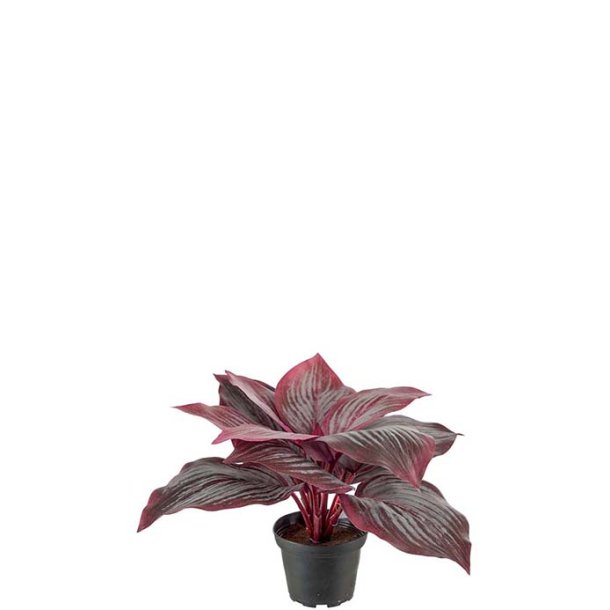 Hosta i potte 