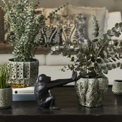 Eukalyptus potteplante