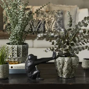 Eukalyptus potteplante