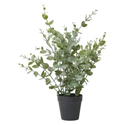 Eukalyptus potteplante