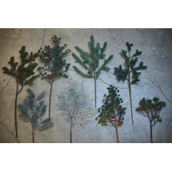 Grangren med glimmersne