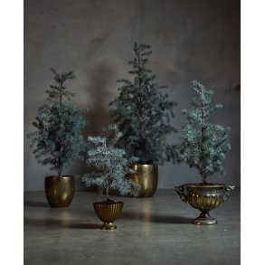 Cedertr� med potte