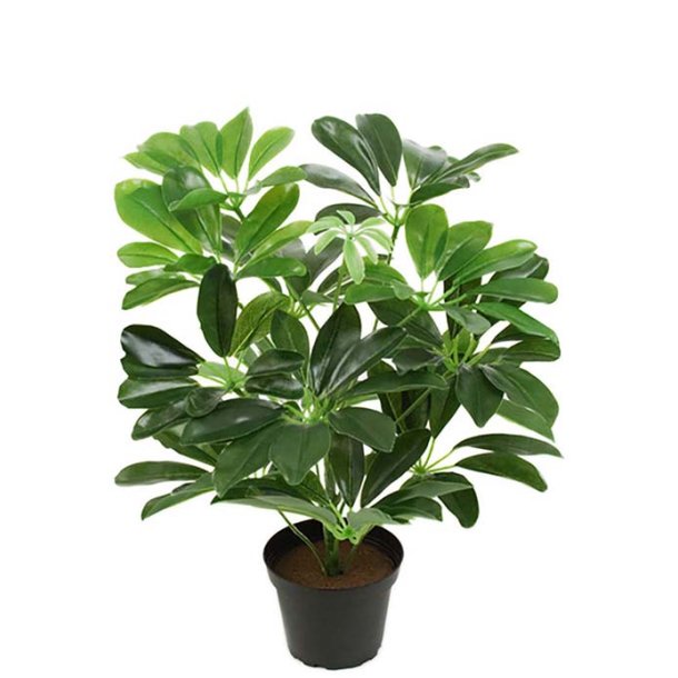 Paraplyplante 40 cm