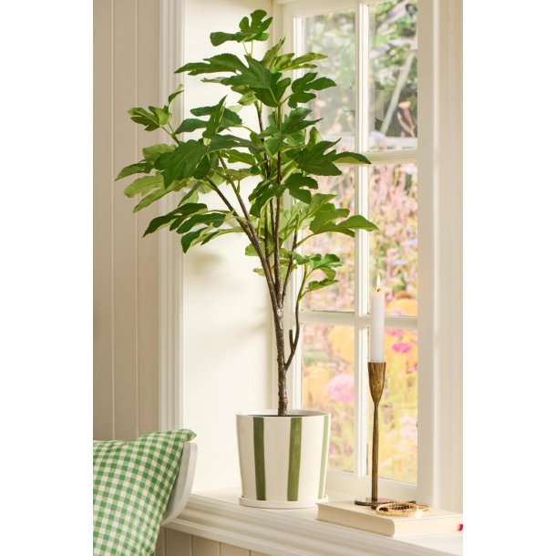 Figentr� 80 cm