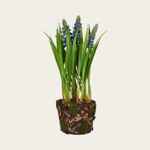 Perlehyacint plante bl�