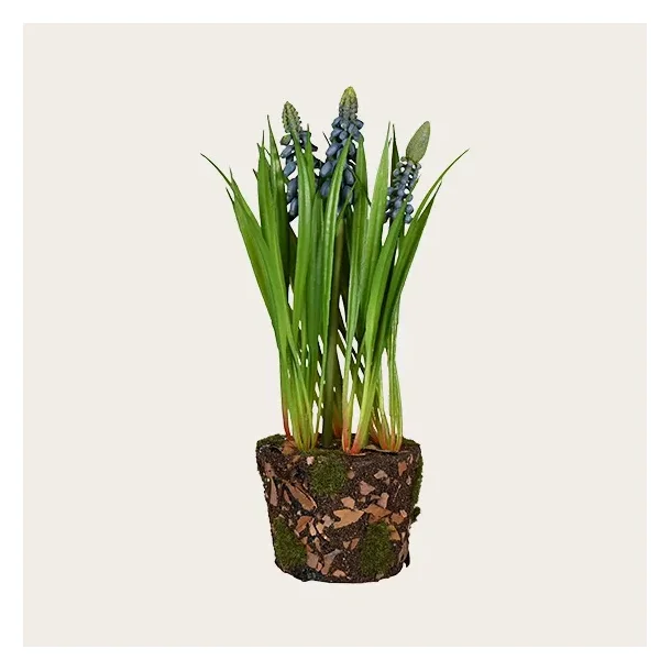 Perlehyacint plante bl�