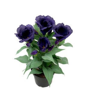 Pr�rieklokke lilla 30 cm 