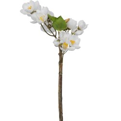 �bleblomst gren hvid