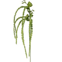 Amaranthus Gr�n 94 cm
