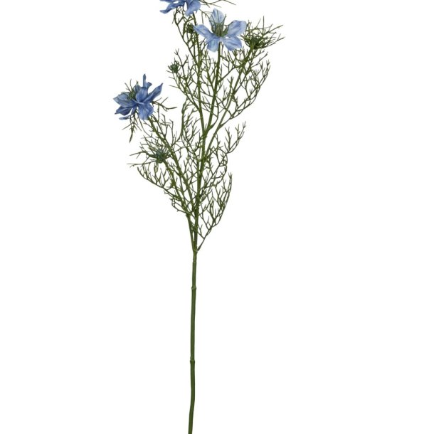 Nigella lysebl� 68 cm