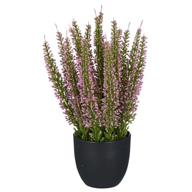 Lyng i potte 23 cm - rosa