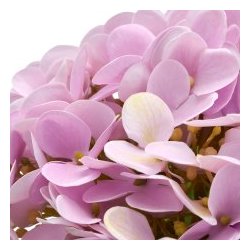Hortensia rosa real touch 60 cm