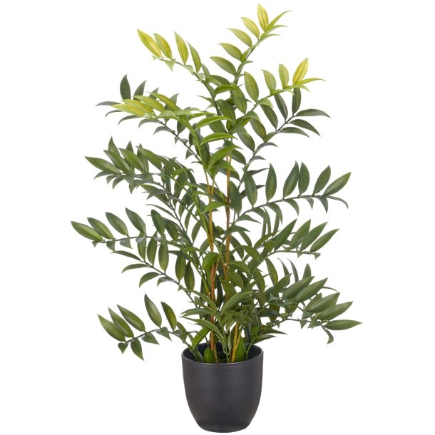 Bregne Zamia i potte 
