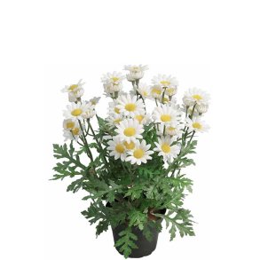 Marguerit 30 cm