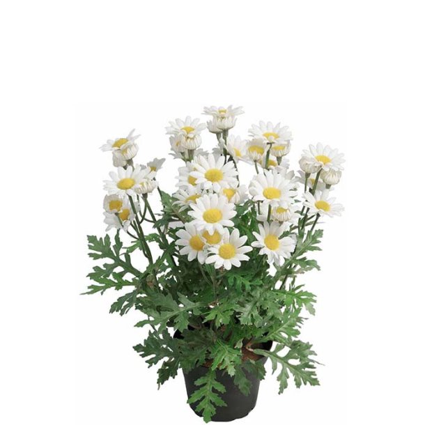 Marguerit 30 cm