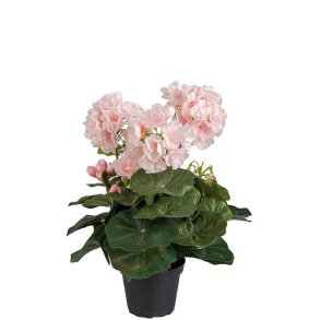 Pelargonie lyser�d 35 cm