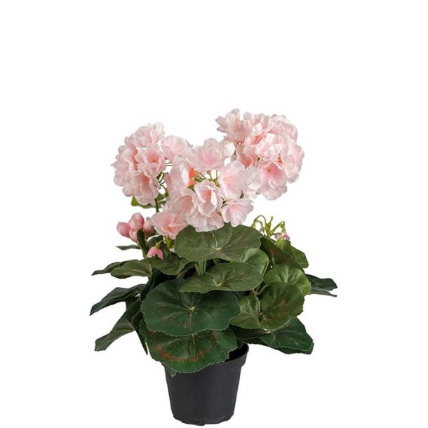 Pelargonie lyser�d 35 cm
