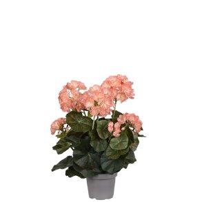 Pelargonie fersken 35 cm