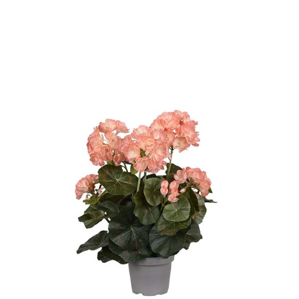 Pelargonie fersken 35 cm