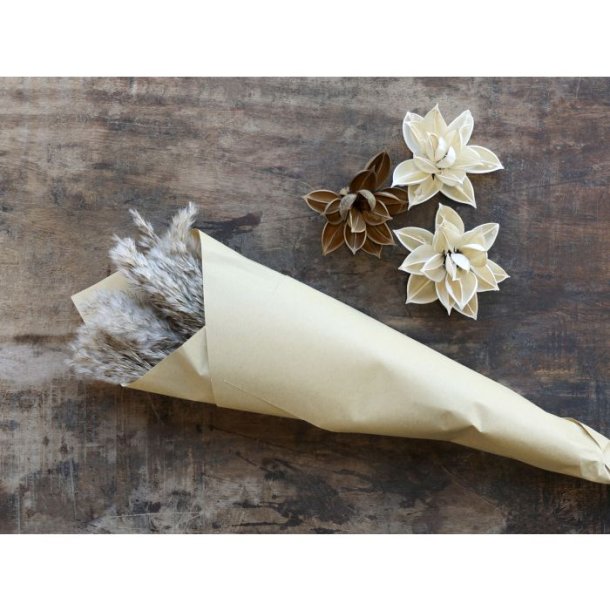 Fleur t�rret Pampasgr�s