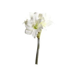 Amaryllis med glimmersne 64 cm