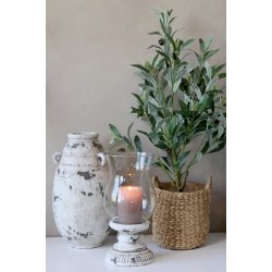 Fleur Oliventr� Lille