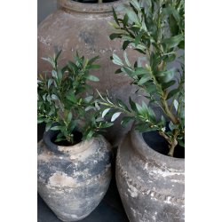 Fleur Oliventr� Lille