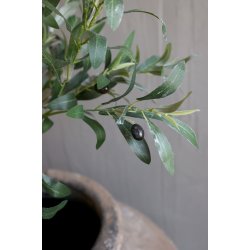 Fleur Oliventr� Lille