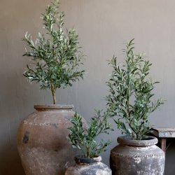 Fleur Oliventr� Stort