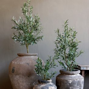 Fleur Oliventr� Stort