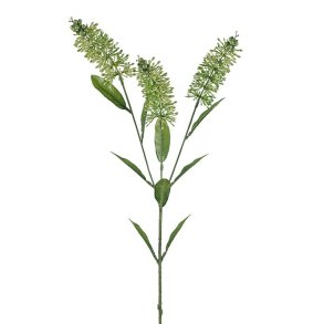 Astilbe