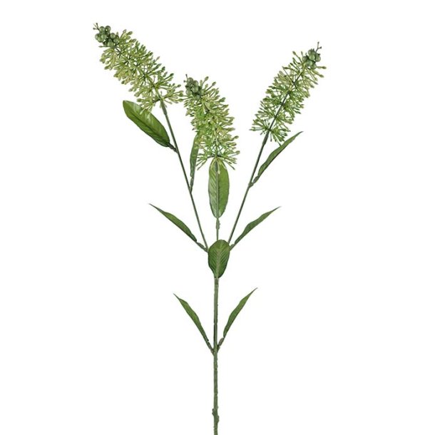 Astilbe