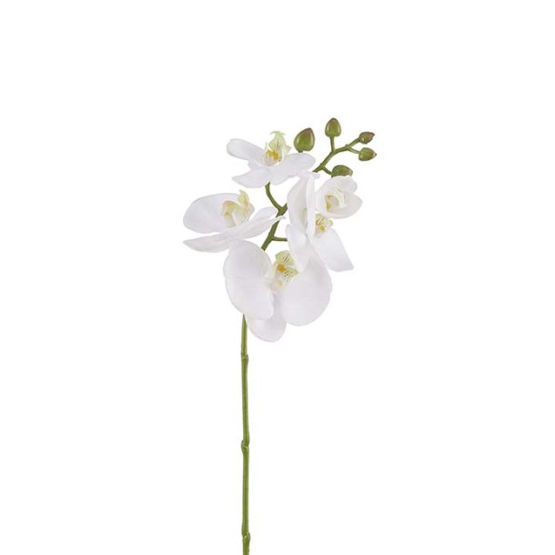 Orkidegren - Hvid