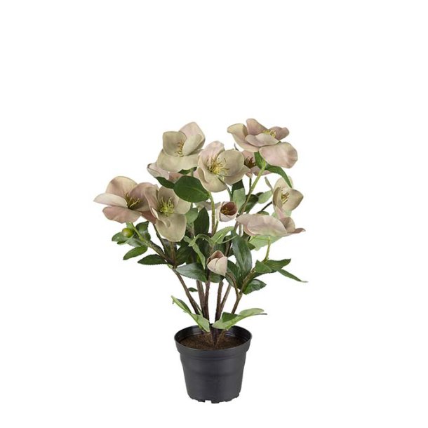 Julerose i plastpotte 35 cm