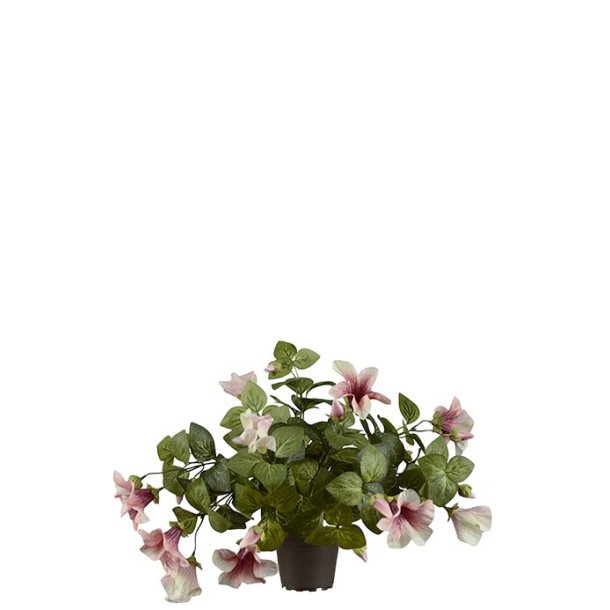 Petunia 