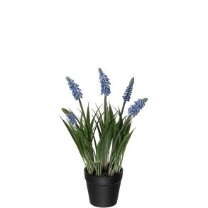 Perlehyacint i potte bl�