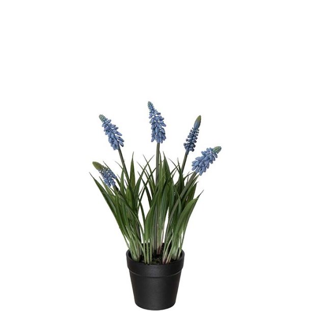 Perlehyacint i potte bl�