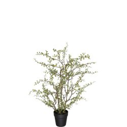 Pletter i luften i potte  - 70 cm