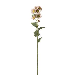 Chrysanthemum Pudder 58 cm