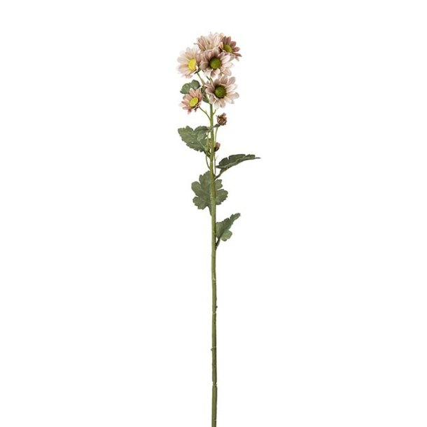 Chrysanthemum Pudder 58 cm