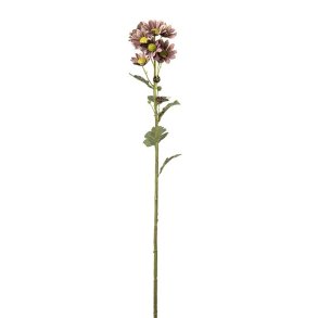 Chrysanthemum Gammelrosa 58 cm
