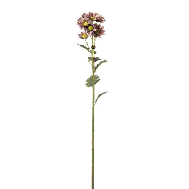 Chrysanthemum Gammelrosa 58 cm