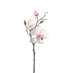 Magnoliagren 45 cm